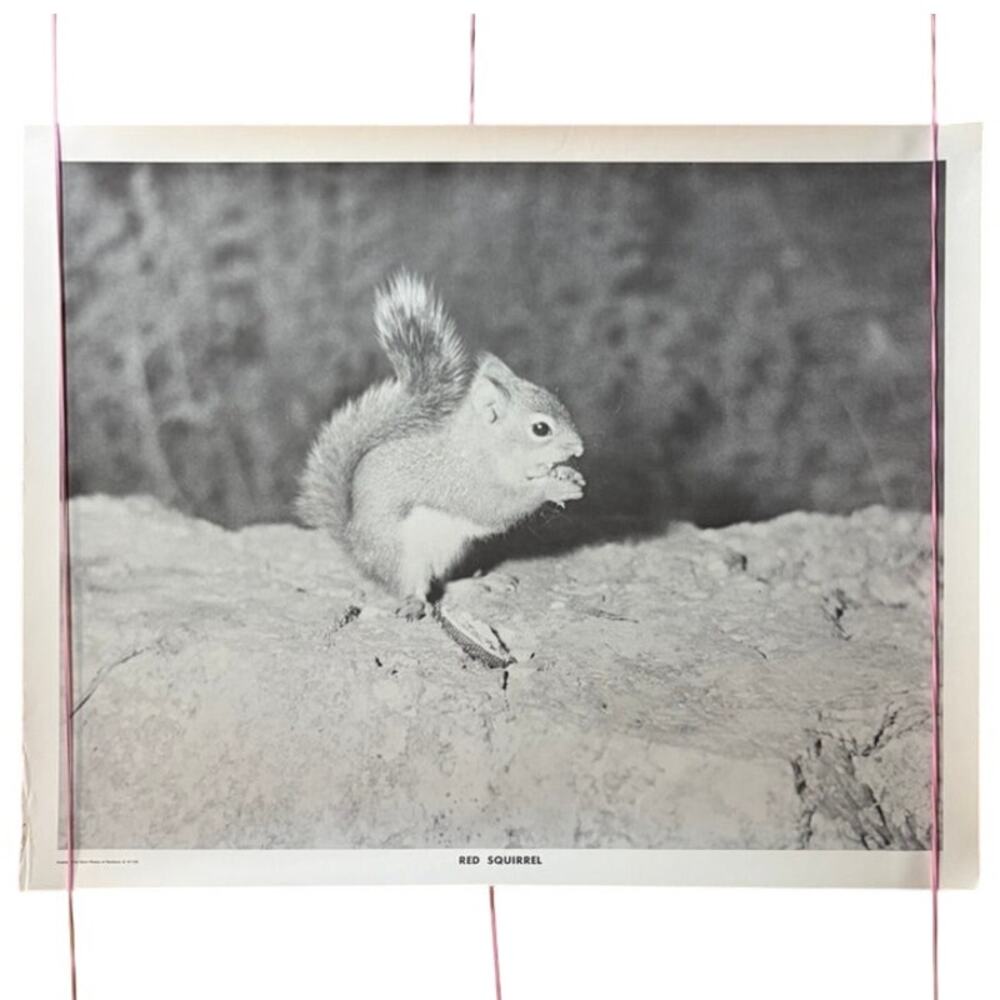 Vintage Red Squirrel Poster B&W Animal Wall Art Print 20x16" KVM Published USA